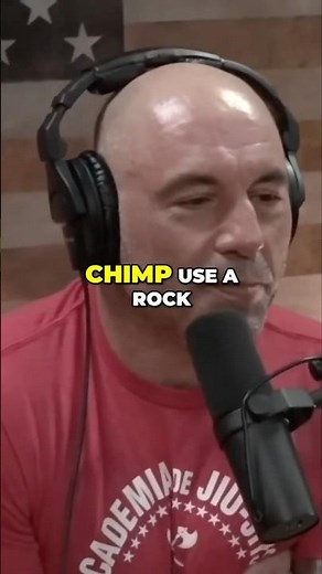 Chimpanzees Using Tools and Spearfishing Orangutans