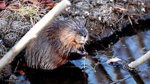 65K views · 192 reactions | While traveling for this Friday's report, we learned the history of the muskrat in Monroe County, Michigan. Whether people are watching them, dressing them up or, you know… the mammal is a staple in the community with roots as far back as its founders. John Patterson, President of the Monroe County Convention and Tourism Bureau, explains. | Dateline NBC | Facebook