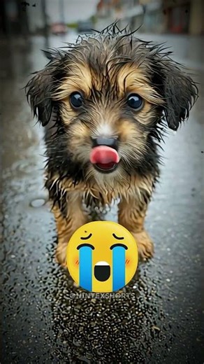 ELA DEU UMA BATATINHA… E ELE VOLTOU COM UMA SURPRESA GIGANTE 😱🥟