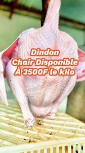 🐓 Élevage de dindons chair : une filière rentable et prometteuse ! Comme on vous l’avait dit, l’aviculture ne se limite pas qu’aux poulets ou aux cailles. 👉 L’élevage de dindons chair est une activité très rentable : en seulement 4 mois, un dindon peut atteindre plus de 10 kg de viande brute. 🍖 Une viande blanche, tendre et savoureuse, idéale pour une alimentation saine et équilibrée. 💰 Le kilo est disponible dès maintenant à seulement 3 500 F CFA chez FERAS. 📞 Commande : 223 78 17 11 11 / 