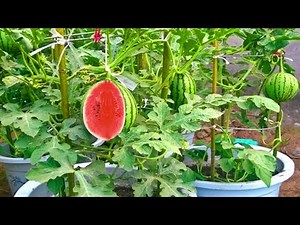Cara menanam Semangka di POT atau Di Polybag | how to grow watermelon in a pot