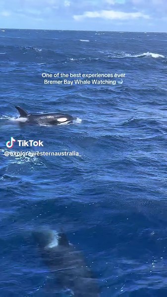 Whale Watching Adventure in Bremer Bay, WA