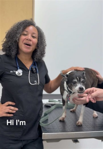 Preventive care is the key to a long, healthy life. 💙🐾 Today Dr. Thomas welcomed Nike for her wellness exam—checking vaccines, monitoring allergies, managing weight, and running routine bloodwork. These visits allow us to catch issues early, track overall health, and keep tails wagging year after year. Ready to schedule your pet’s wellness exam? Call us today—we’d love to see you soon! #WestDelrayVet #PetWellness #PreventivePetCare #VetCare #DelrayBeach #PetHealth #VetMed #VeterinaryMedicine