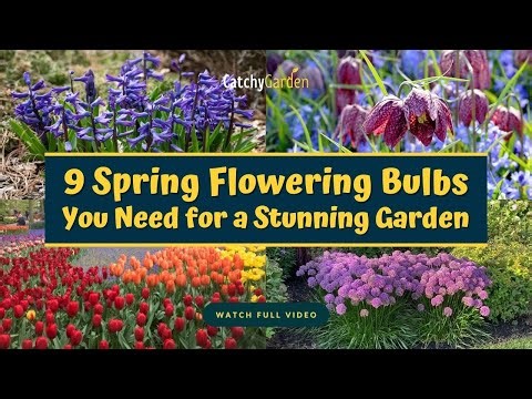 Top 9 Spring Flowering Bulbs You Need for a Stunning Garden 🌸🌷👍
