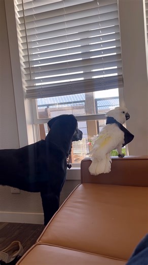 230K views · 7.8K reactions | Need that security team!  | Furry Tails | Facebook