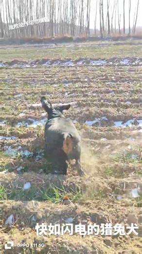 The elite among rabbit-hunting dogs with great potential. Douyin entrepreneurs plan to hun