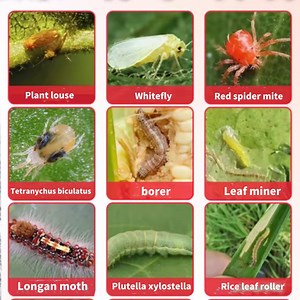 [Hot Item] High Quality Pesticide Cypermethrin