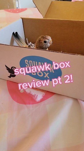 @squawk.box review pt 2! #parakeet #rosybourke #rosybourkeparakeet #bourkeparakeets #bourkeparrot #budgie #bird #petbird #birdtok #parrot #parrotsoftiktok #birb #bourke #review #subscriptionbox #squawkbox