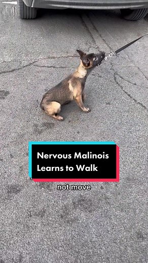 Nervous insecure Belgian Malinois learns to walk. #belgianmalinois #nervousdog #malinois #workingdog #looseleashwalking #leashwalking #DogTrainer #viral #dog #fyp #dogtraining