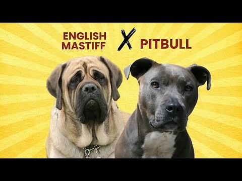 English Mastiff Pitbull Mix: Everything You Need to Know in One Video!