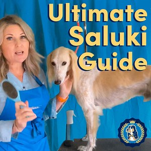 New YouTube video! Learn some Saluki grooming techniques & concepts with a preview of our newest course, “The Ultimate Guide to Grooming the Saluki. Watch the full YouTube video here: https://www.youtube.com/watch?v=TExvoyefB10 If you’re interested in the full course, you can learn more here: www.leadingedgedogshowacademy.com/p/saluki-grooming | Leading Edge Dog Show Academy