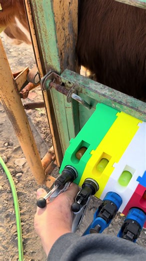 Veterinary Care for Sick Calves: A Practical Guide