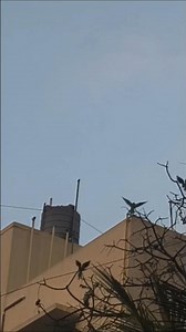 Flock of Parakeets #BirdWatching #nature