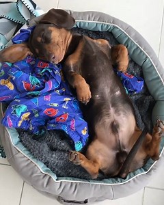 297K views · 4.5K reactions | Do. Not. Disturb. ✋ Instagram: @teddyminisausage | Sausage Dog Central | Facebook