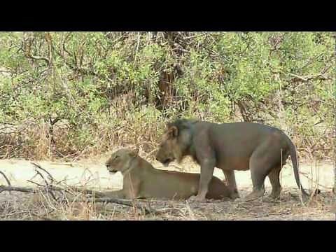 Löwen beim Akt der Fortpflanzung; mating lions