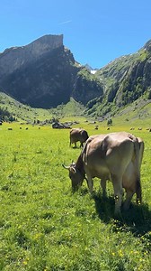 Swiss cows are essential to the Swiss dairy industry and are a major source of milk and cheese production. #switzerland #Schweiz #swiss #nature #highlightseveryone | Swiss Nature