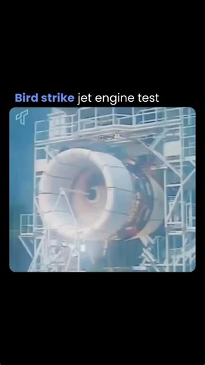 Tech Society on Instagram: "Source: Viral Aviation Certification Test Video Jet engine certification requires rigorous bird strike testing, where frozen or gelatin bird simulants are propelled at high velocity into a running engine using a specialized pneumatic cannon. This simulates real-world ingestion during takeoff or climb, assessing the engine's ability to withstand impacts without catastrophic failure, uncontained blade release, or complete loss of thrust. Modern fan blades and containmen