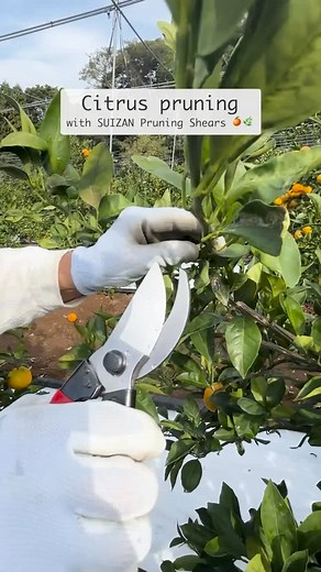 Citrus pruning with SUIZAN pruning shears ✂️ Lightweight and precise for an easy citrus harvest. In Japan, winter isn’t complete without relaxing in a cozy kotatsu and enjoying fresh oranges — a simple seasonal tradition we love. #Suizan #SuizanGardening #Suizanjapan #japanesetool #japanesetools #Pruningshears | Suizan JAPAN Gardening | Facebook