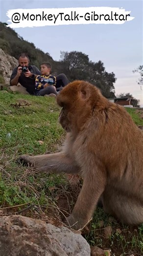 No body does it quite like Monkey Talk - Gibraltar Our focus is on observing the macaques naturally, without deterring their behaviour. #rockofgibraltar #visitgibraltar #macaques #ecoconscious #wildlife #family #naturelovers #letthembewild #nature #natural #naturaleza We do not entice, we de not interfere and certainly we do not feed! Here the participants are rewarded by observing this female foraging on fresh grass as if they weren't there. | Monkey Talk - Gibraltar