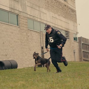It’s Canine Unit Assessment Week. Six prospective Canine handlers are paired with six shelter dogs for a week of rigorous testing. These pretty pooches are all looking for forever homes. We’ll share more details on how to adopt one of these four-legged friends tomorrow. #CPWeek2023 | York Regional Police