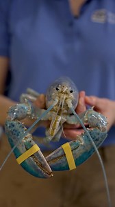 Let’s talk about blue lobsters! 🦞 🔵 | Mystic Aquarium