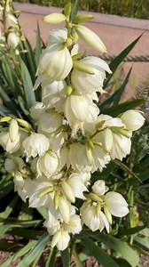 12K views · 660 reactions | iuca-mansa (Yucca filamentosa), também conhecida como agulha-de-adão. É uma planta ornamental perene notável por suas flores brancas vistosas e resistência. | Pássaros, insetos, árvores, e flores | Facebook