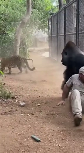 Leopard Threatens Zookeeper — Gorilla Reacts Immediately | Real Rescue
