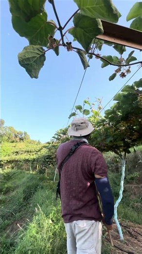 Regular days at the farm 🥝✅🌿#farming #satifarms