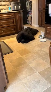 264K views · 9K reactions | He's just a baby!!!  Follow Me ...