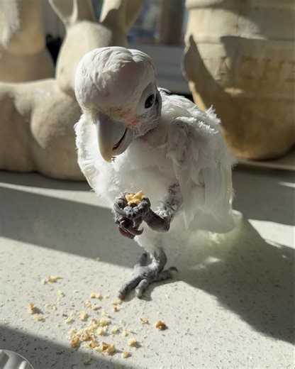 Everyone loved me eating a special snack yesterday. Here is me eating a bit of walnut. I enjoy every speck. ~ Coco Chanel 💅 #asmr | Lucky Lou and Coco Too