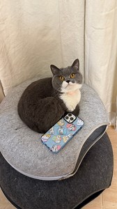 Found my cats in a mofusand phone case! 📲🩵 | Fillian’s Meowmily