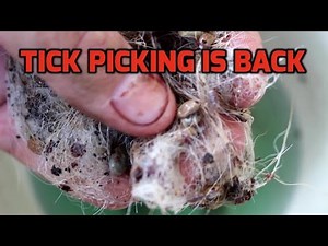 Tick Infested Paralyzed Dog
