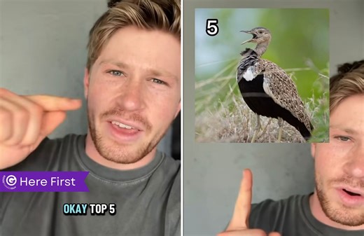 Robert Irwin Ranks Birds by “Rizz” and a South African Bird Makes the List