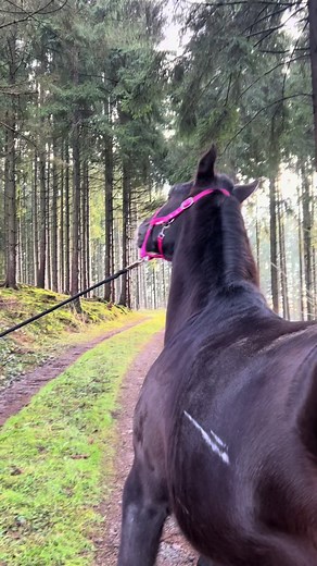 🐴 Lindo braucht unsere Hilfe Unser geliebter Lindo leidet unter wiederkehrenden Krampfanfällen. Der erste Anfall trat Ende 2024 auf, danach wieder einer im Sommer 2025. Im Januar 2026 hatte er gleich zwei Anfälle und nun erneut einen im April. Die Anfälle dauern meist zwischen 2 und 5 Minuten. Währenddessen verliert Lindo völlig die Kontrolle über seinen Körper. Er dreht sich schnell im Kreis, zieht den Kopf zur Seite, seine Beine bewegen sich unkontrolliert, er zittert stark und schnauft. In s