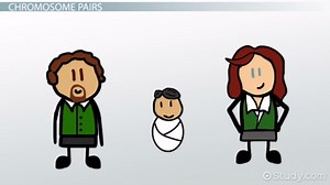 Comparative Genomics: Chromosome Number