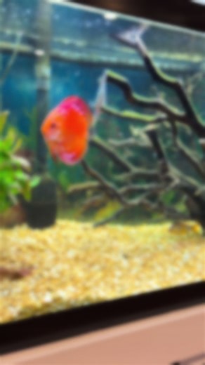 Bloodworms = instant happiness 😮‍🔥 Nothing gets these Red River Discus fired up like feeding time. #discus #bloodworms #aquarium #fishfeeding #RedRiverDiscus