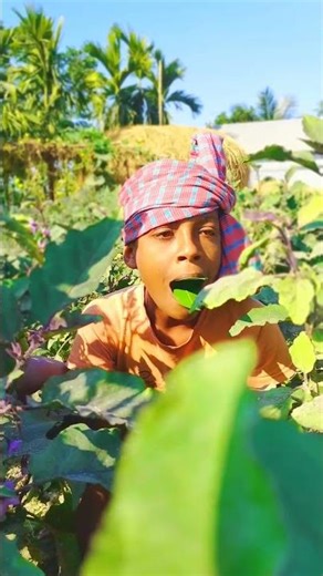 🕊️ Catch Pigeons in Seconds | Old Village Method #funny #pigeontrap #funnycomedy #birds #comedy