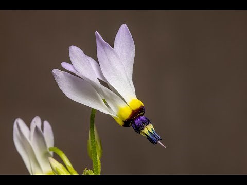 Primula (shooting stars) - Introduction & Identification