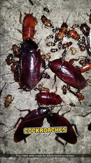 Crushing a Cockroach Makes Things Worse!