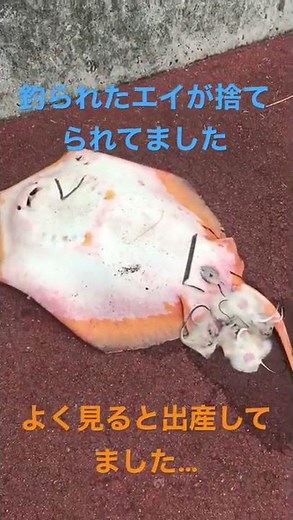 路上に放置されたエイの出産