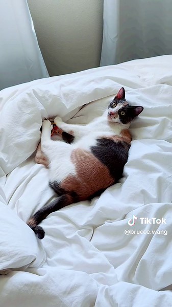#catsoftiktok #pets #cat #cute #cats