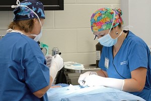 Ask A Shelter Vet: Anesthesia Protocols for a Pediatric Spay Program »  Shelter Medicine Program » College of Veterinary Medicine » University of Florida