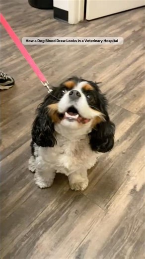 How a Dog Blood Draw Looks in a Veterinary Hospital