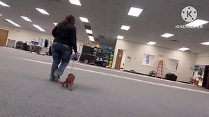 Getting used to walking on her new walking tool | The Dog Wizard