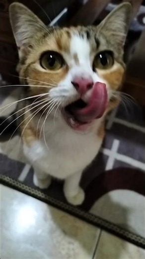 Cats Drooling Over Snacks #shorts
