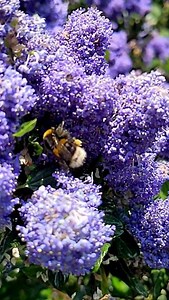 93K views · 4.7K reactions | Have you ever heard the slow-motion buzz of a bumblebee? Sound up ☝ Bumblebee wings rotate in a figure-of-eight as they are flapped up to 200 times per second ⏱️  Tom Luck | Bumblebee Conservation Trust | Facebook