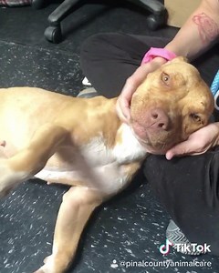 1.7K views · 71 reactions | *ADOPTED* Belle (A228790) is available for adoption today! This petite little girl is a whooping 30 lbs. She is so sweet and dog friendly! If you are interested in adopting Belle, please call, email, or pm us to schedule your meet! | Pinal County Animal Care and Control | Facebook