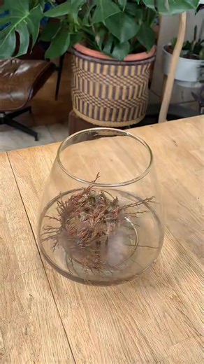 Watch Selaginella Lepidophylla, the Resurrection Plant, Revive before Your Eyes