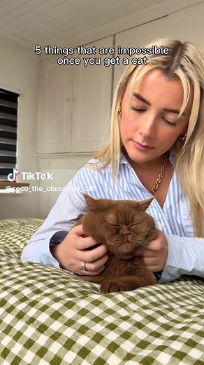 Exploring the British Shorthair Brown Cat Characteristics