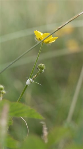 “What we have here is going to be lost within an instant” The natural coastal dune system at Coul Links is under threat from plans to build an 18-hole golf course. Local residents such as Darren shared with us their deep love of the place and what it would mean to lose it. Join us in urging Scottish Ministers to Save Coul Links here: https://action.rspb.org.uk/page/166270/action/1?ea.tracking.id=rspb_scotland_facebook | RSPB Scotland